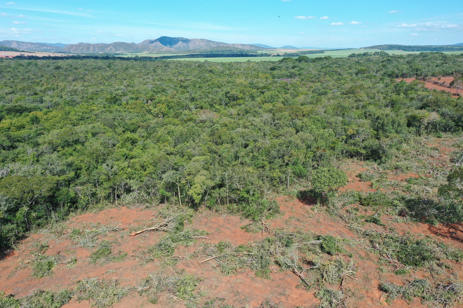 Desmatamento caiu em Goiás mostra relatório do Mapbiomas Mais Goiás