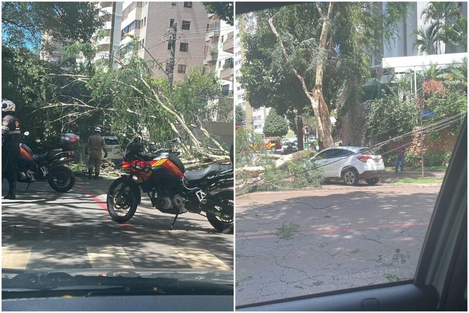 Rvore Cai E Atinge Dois Carros Em Movimento Na Alameda Das Rosas Em