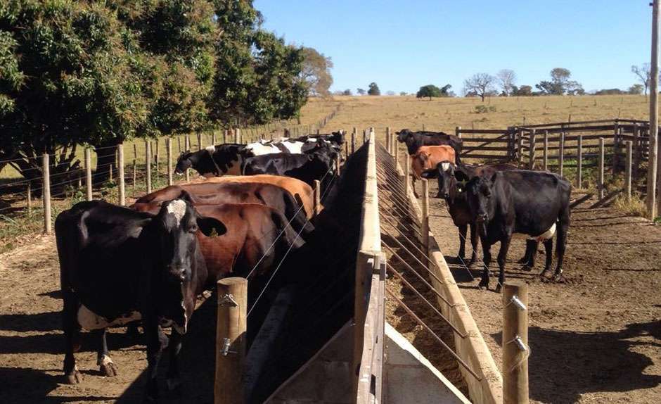 Justiça condena dono de vaca que causou acidente na rodovia