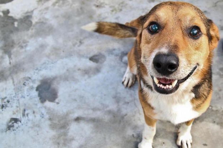 Aprovado projeto de lei que concede descontos para quem adotar animais