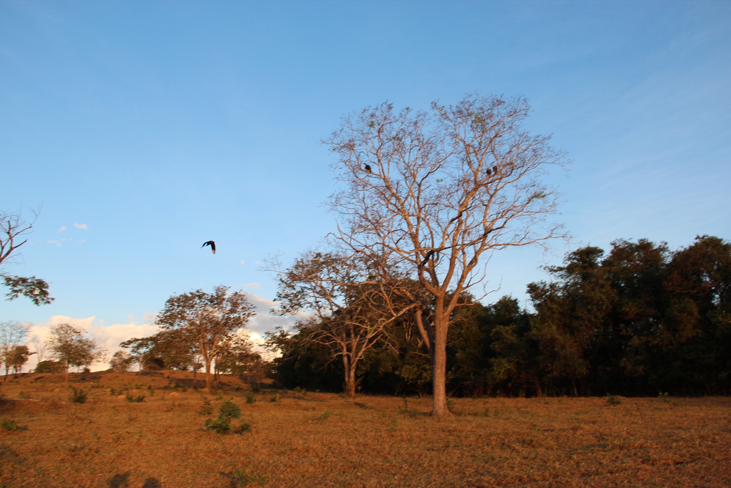 Brasil tem 3.299 espécies de animais e plantas ameaçadas (Foto: Elma Carneiro)