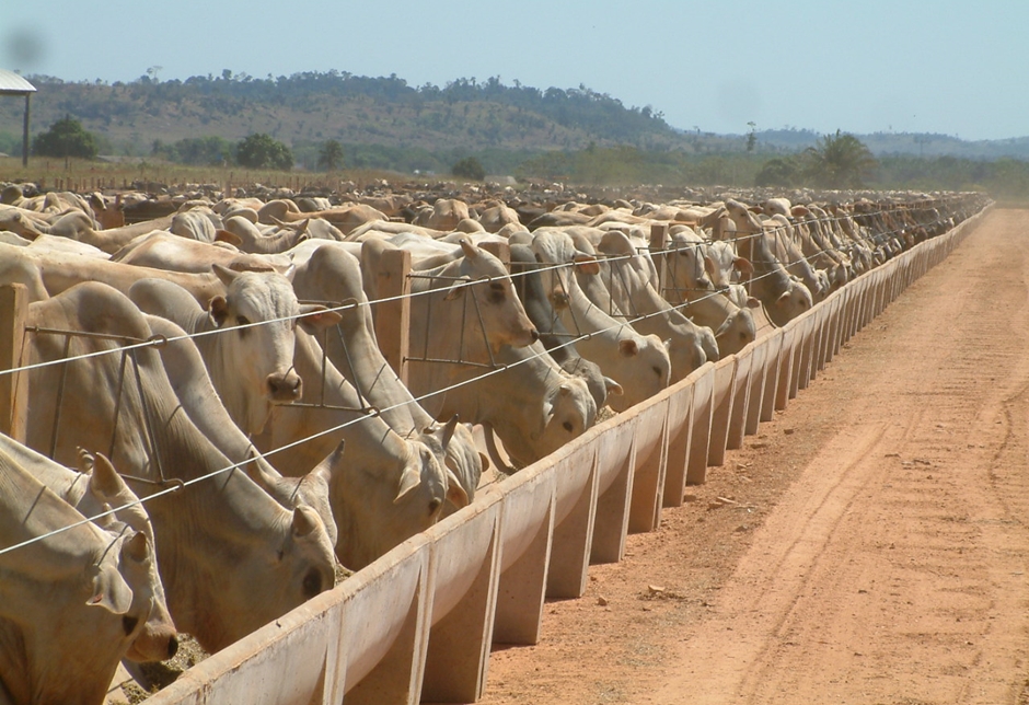 Abate de bovinos recua 8,2% e de aves 1,2% no 4º trimestre de 2021(Foto: Reprodução)