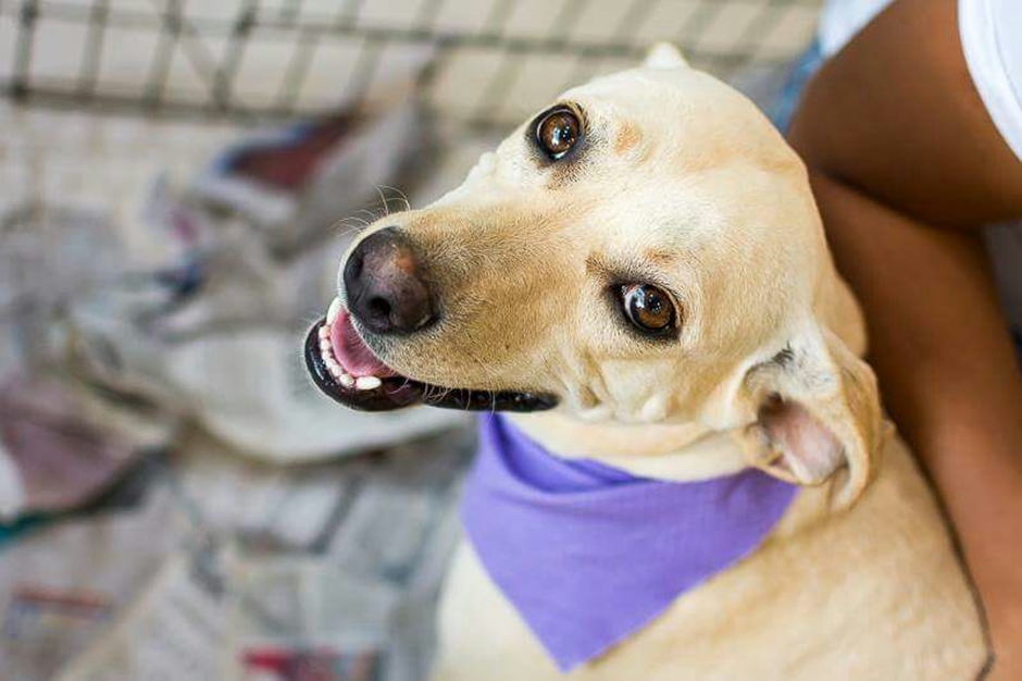 Cães e gatos podem ter vírus da covid-19, mas não transmitem a doença