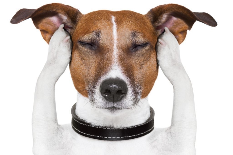 Confira dicas para proteger animais do barulho intenso de fogos de artifício durante o Réveillon. Foto: Reprodução