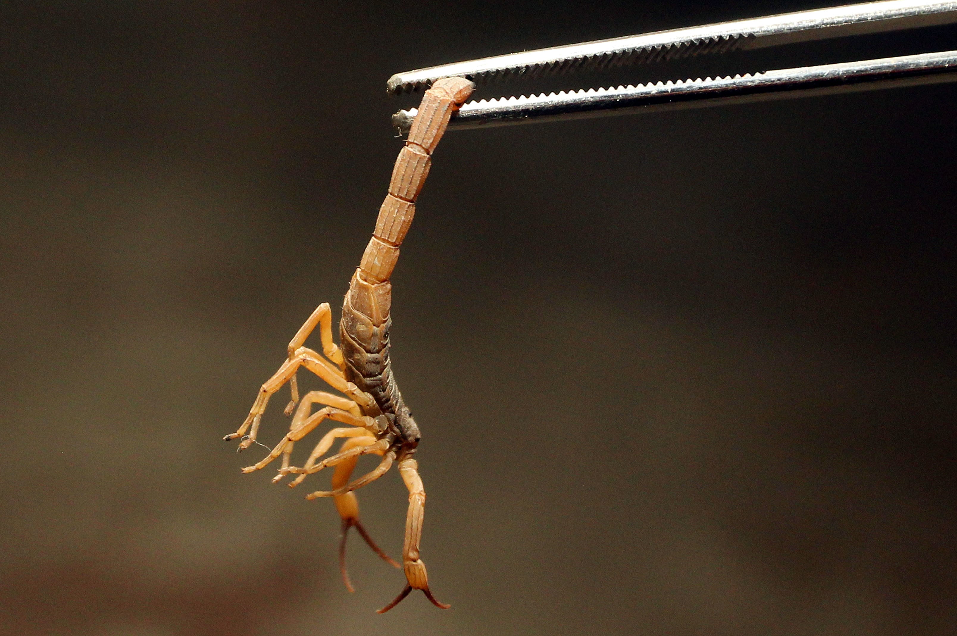 Cuidados em casa podem evitar acidentes com escorpiões (Foto: Toninho Tavares/Agência Brasília)
