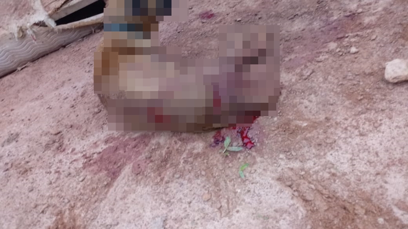 (Foto: Reprodução / ONG Socorro Animal)