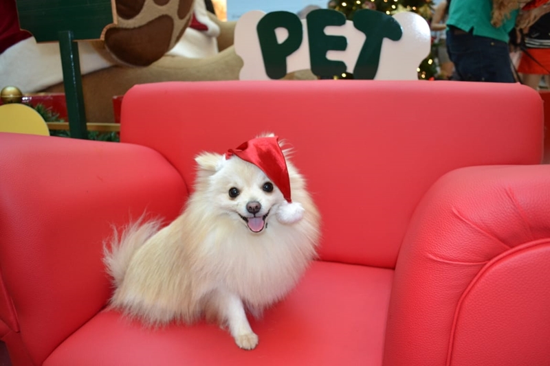 Trono pet (Foto: Divulgação / Goiânia Shopping)