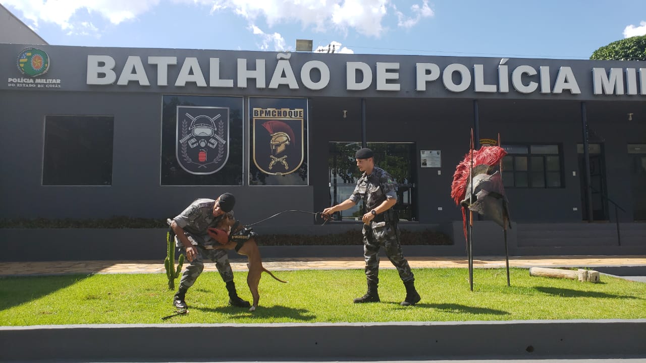 Polícia Militar vai fazer adestramento de cães gratuito para a sociedade, em Goiás, pela primeira vez (Foto: PM-GO)