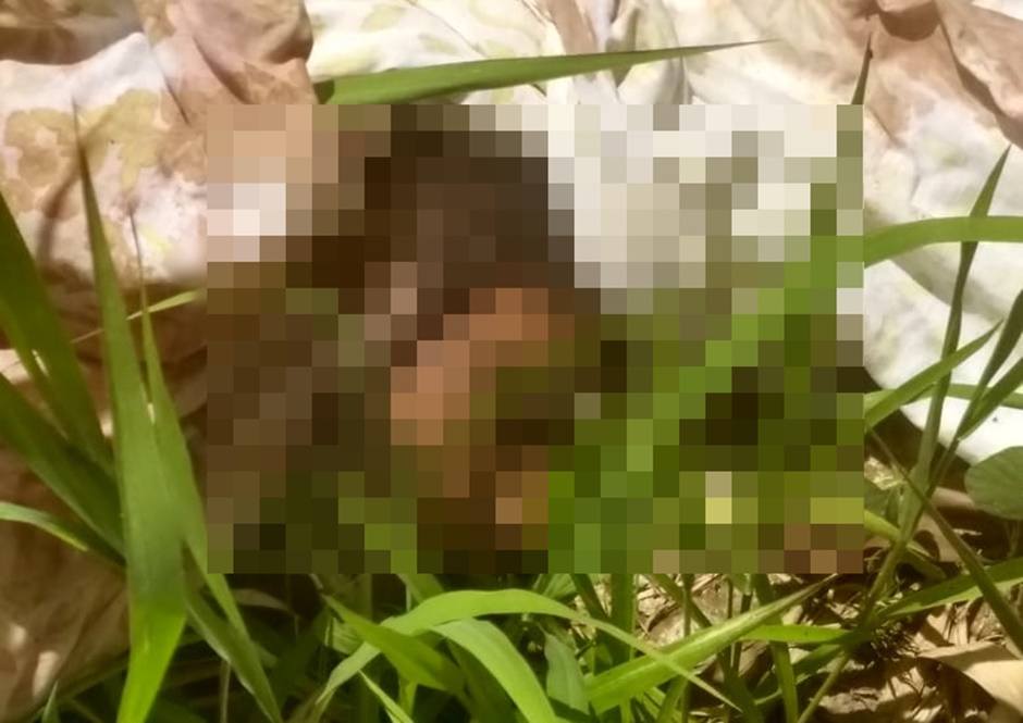 Cabeça encontrada na Vila Brasília, em Aparecida de Goiânia (Foto: Leitor/Mais Goiás)