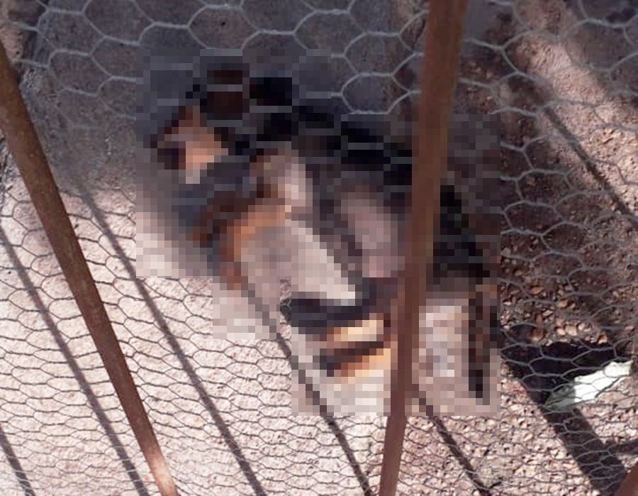 Suspeito teria matado os animais com pedaços de frango envenenados (Foto: Divulgação / PC)