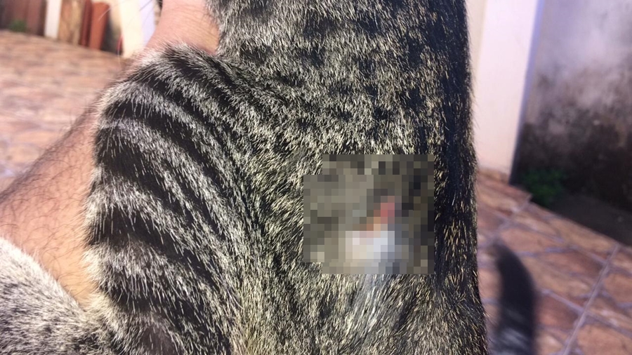 (Foto: Divulgação / PC)