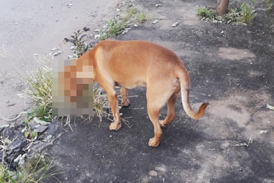 (Foto: Divulgação / PC)