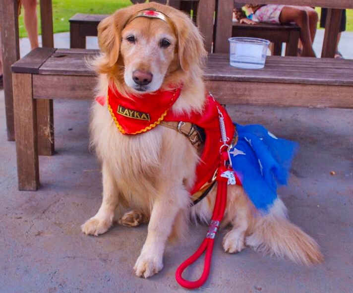 A cadela Layla fantasiada de Mulher Maravilha (Foto: Divulgação)