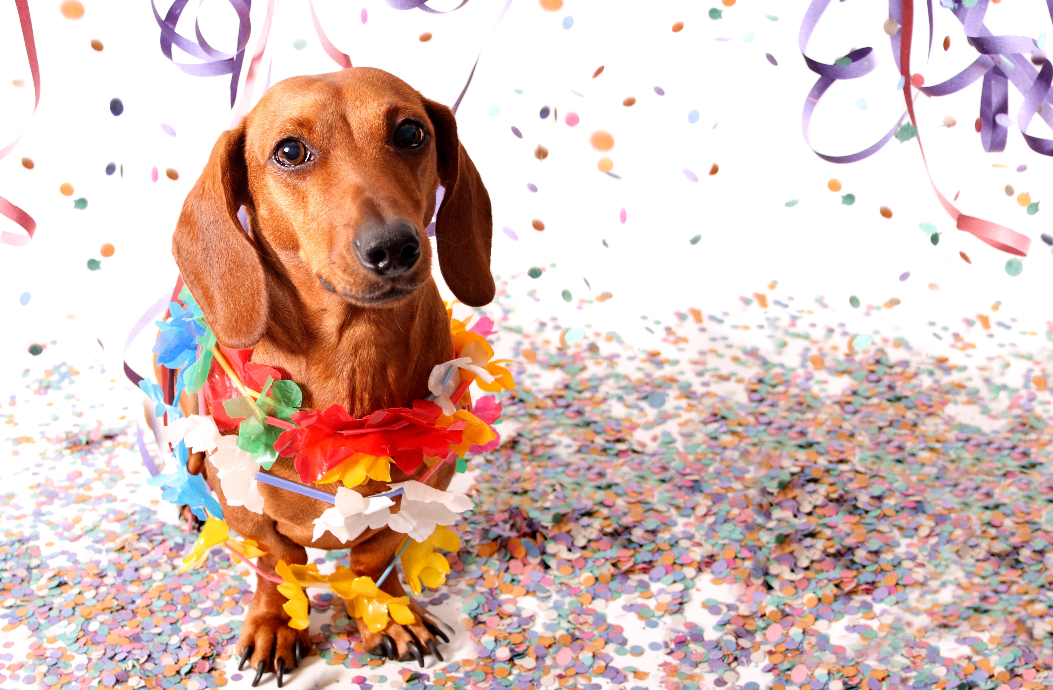 Pet Fest Folia acontecerá no dia 24 de fevereiro  (Foto: Divulgação)