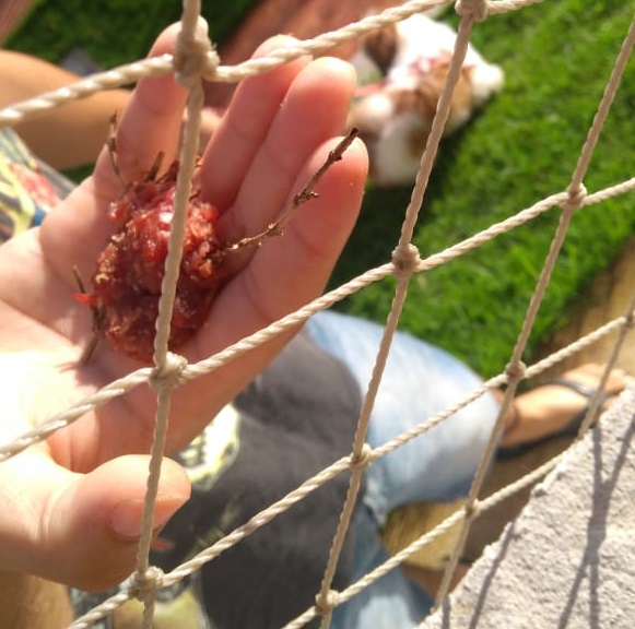 Carne envenenada foi espalhada na noite desta segunda-feira (18) e na manhã de terça-feira (19) (Foto: Reprodução/Whatsapp)