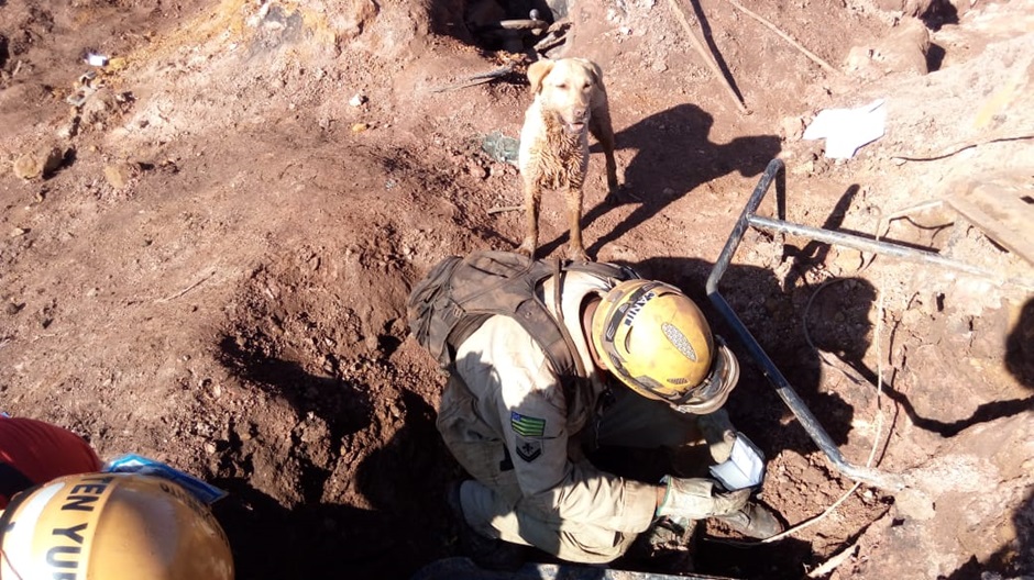 Bombeiros e cães de Goiás trabalham em Brumadinho (Foto: Bombeiros de Goiás)