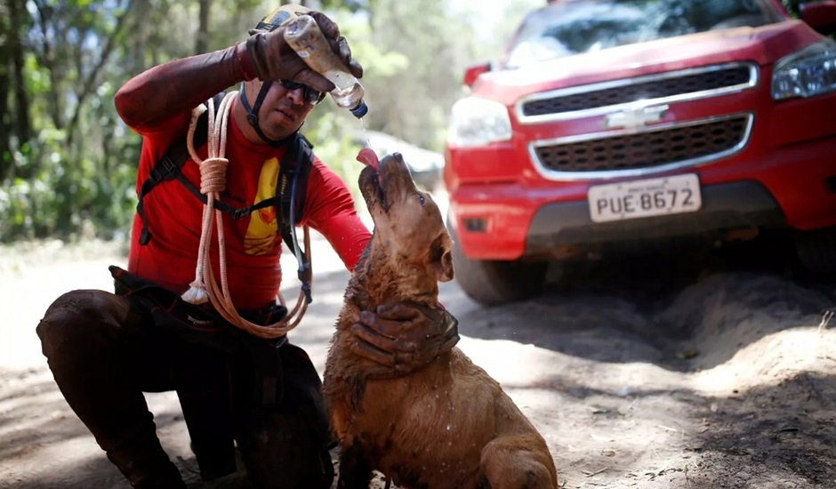 Bombeiros e cães de Goiás trabalham em Brumadinho (Foto: Bombeiros de Goiás)