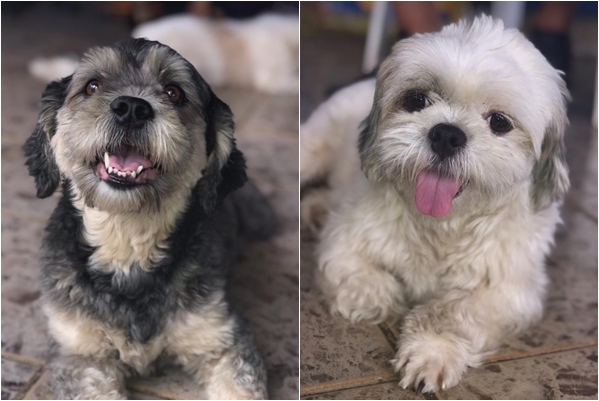 O dono de Nina e Lola está preocupado com a saúde e segurança das cadelas (Foto: Arquivo Pessoal / Kelson Ferreira)