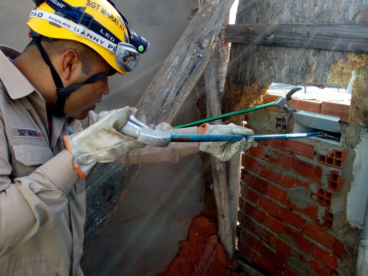 Bombeiros alertam que população não deve tentar capturar animais (Foto: Divulgação/Corpo de Bombeiros)