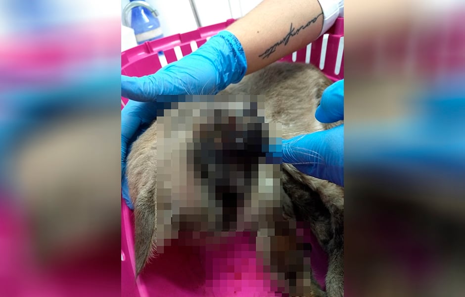  (Foto: Leitor / Mais Goiás)