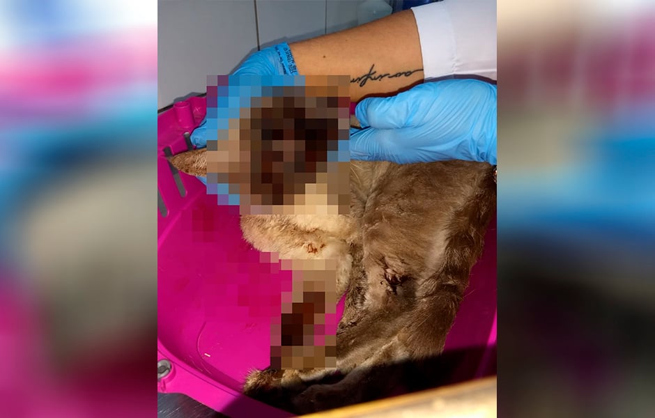  (Foto: Leitor / Mais Goiás)