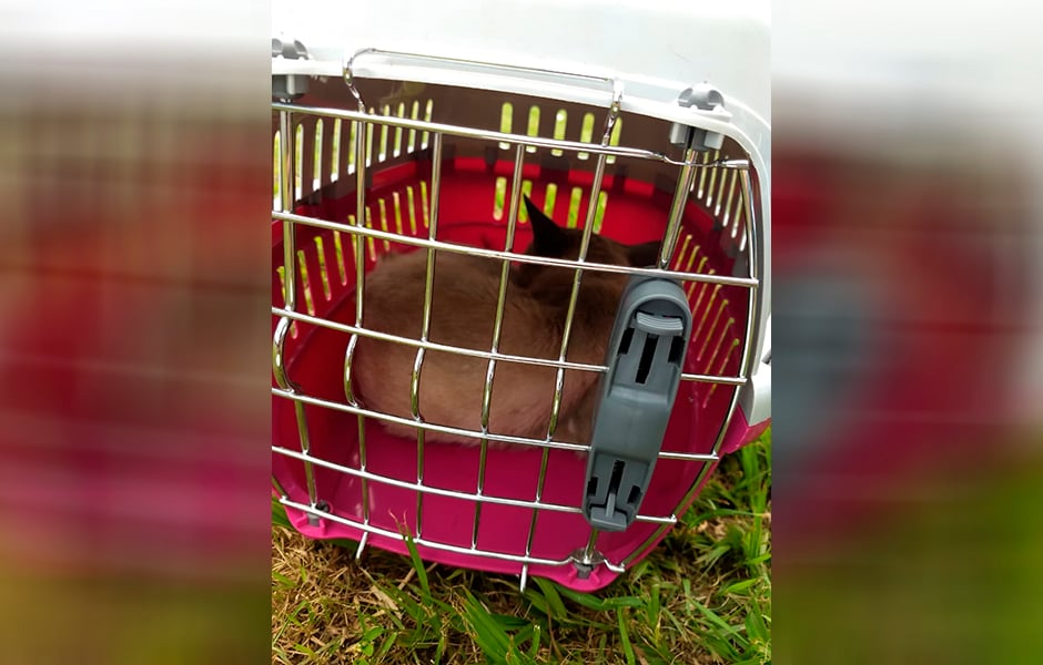  (Foto: Leitor / Mais Goiás)