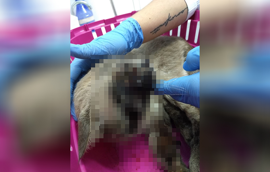  (Foto: Leitor / Mais Goiás)