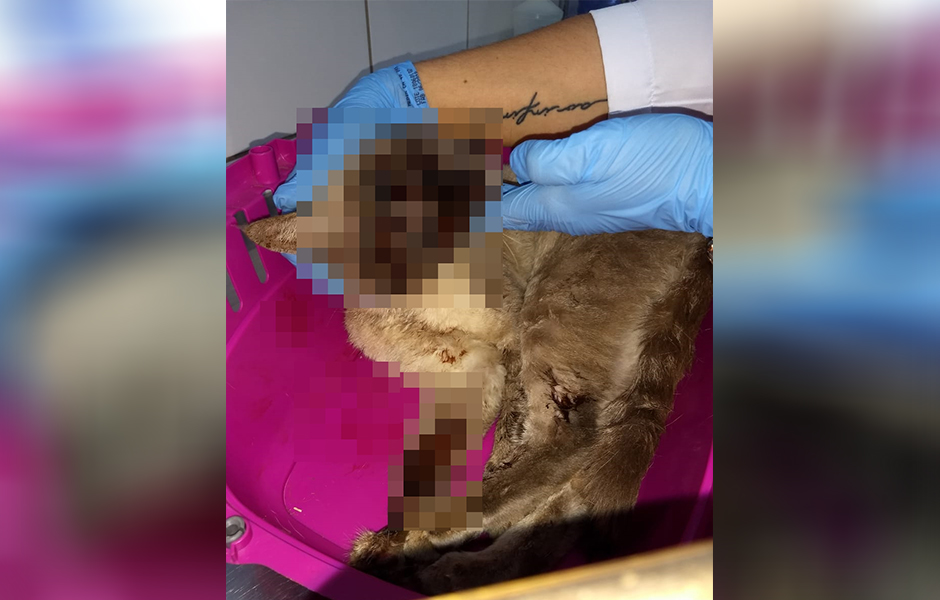  (Foto: Leitor / Mais Goiás)