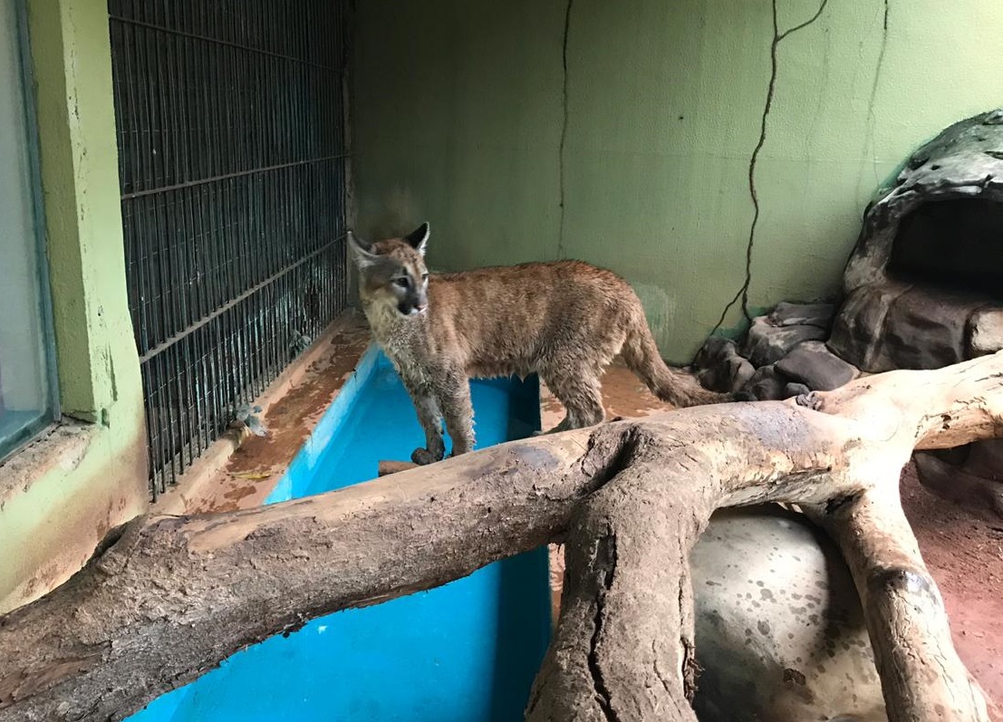 Vários animais são transferidos do Centro de Triagem de Animais Silvestres (Cetas) e do Instituto Brasileiro do Meio Ambiente e dos Recursos Naturais Renováveis (Ibama) para o parque (Foto: Divulgação)