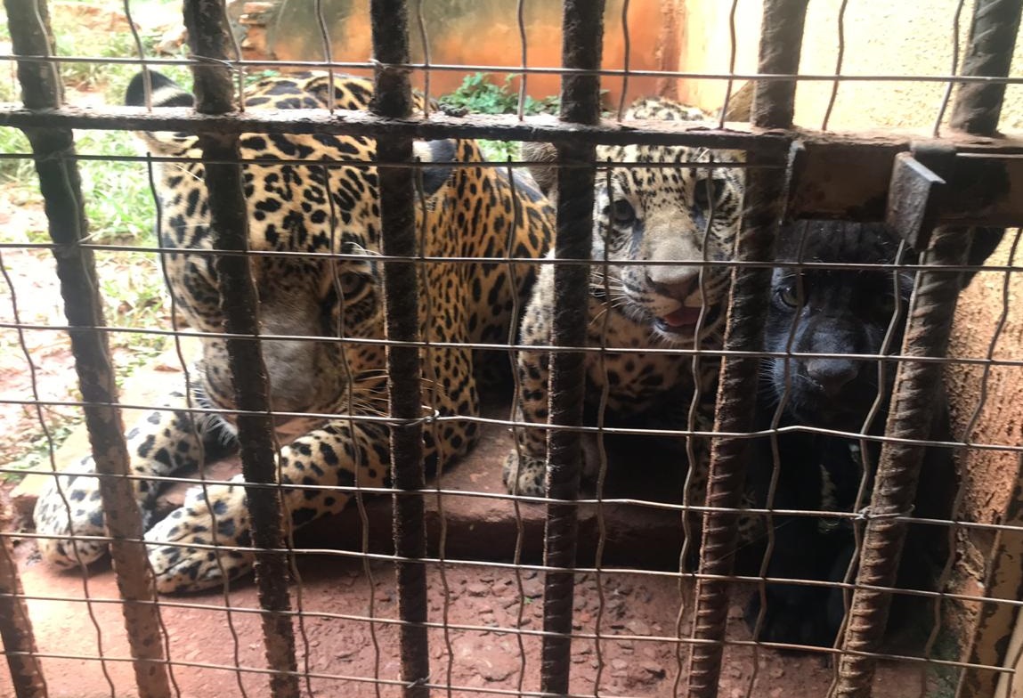 Todos os animais estão bem e serão colocados em exposição (Foto: Divulgação)