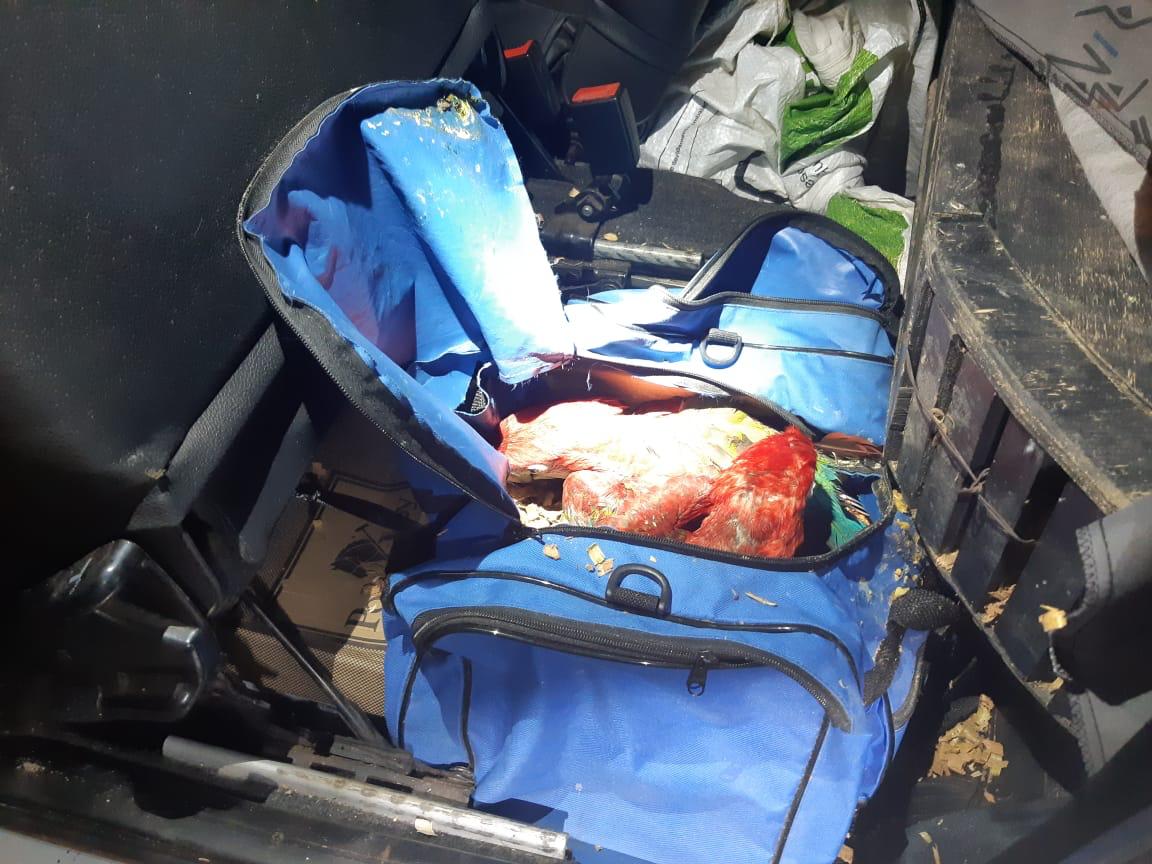 (Foto: Divulgação / PRF)