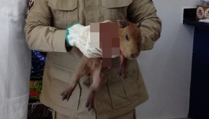 Segundo o Corpo de Bombeiros, vivem em média 40 capivaras na Lagoa Grande (Foto: Divulgação / Corpo de Bombeiros)