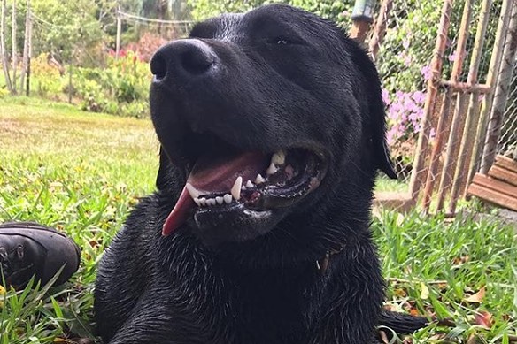 Barney morreu nas buscas em Brumadinho (Foto: Reprodução/Instagram)