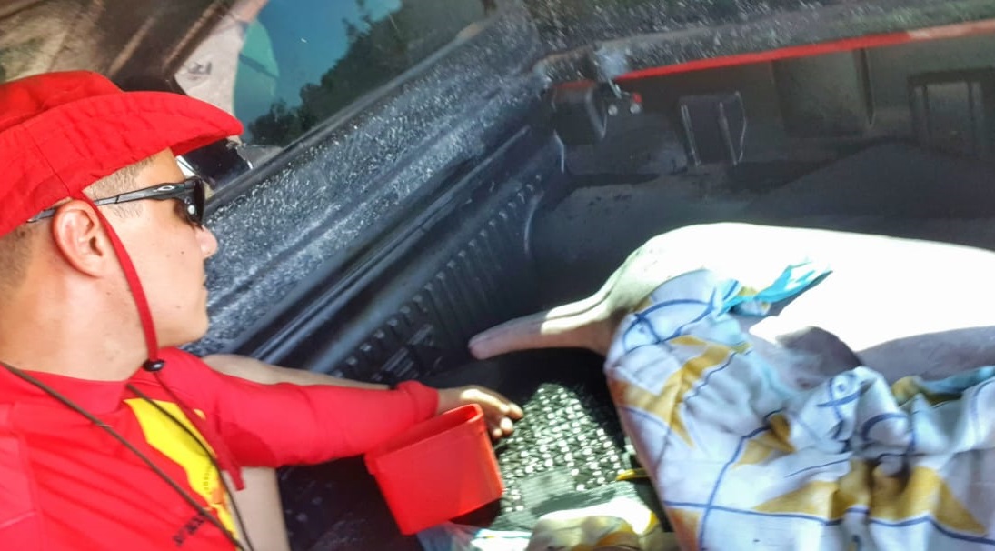 Boto é transferido do Ribeirão do Roncador para o Rio Araguaia (Foto: Divulgação/CBMGO)