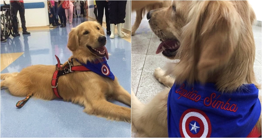 Para fazer parte do projeto, o cão precisa ser avaliado (Foto: Fabricio Moretti/Mais Goiás)