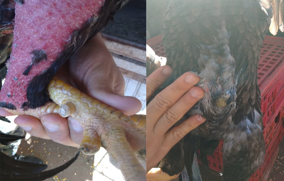 (Foto: Divulgação / PM)