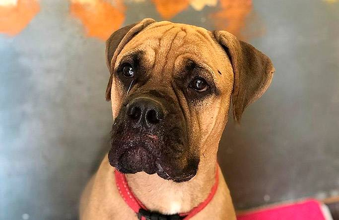 Cachorro abandonado na Rússia