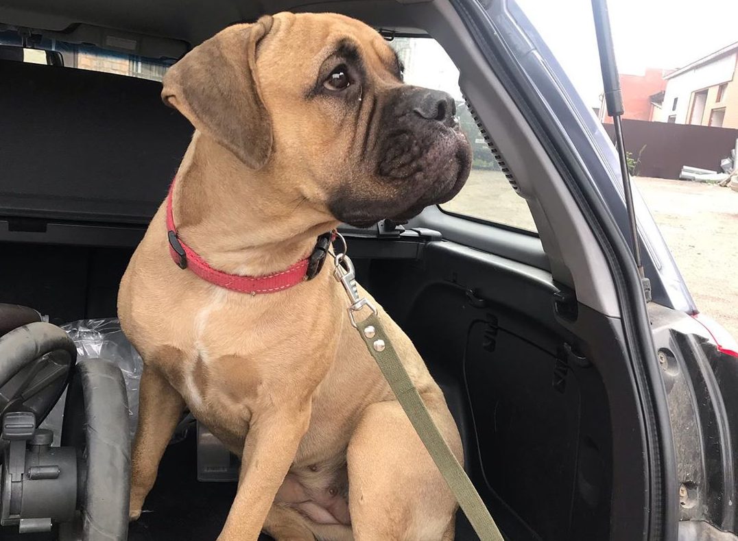 Câmara deve votar em breve autorização para cães e gatos frequentarem repartições públicas