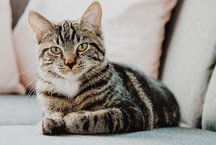 Família reencontra gato horas depois de ele ter sido cremado (Foto: Reprodução)