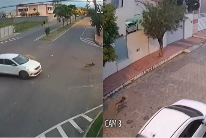 O animal chegou a ser socorrido por vizinhos, que o levaram a um veterinário , mas não sobreviveu.