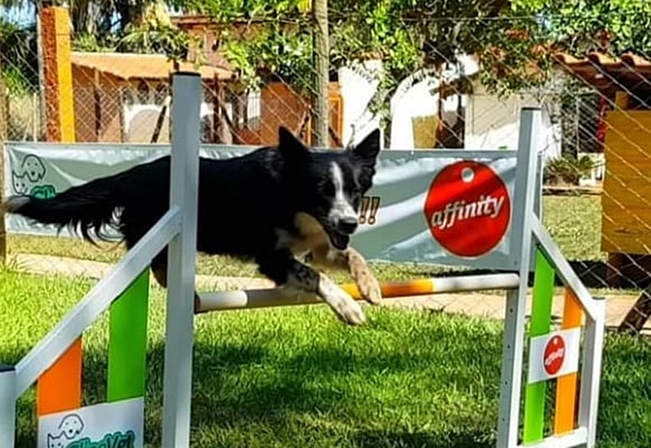 Tutores de pets terão a oportunidade de aprender truques para controlar cães agitados (Foto: Reprodução)