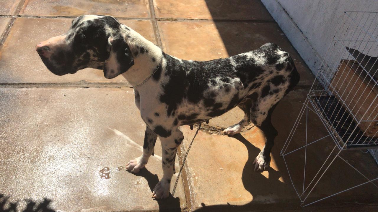 (Foto: Divulgação / PC)