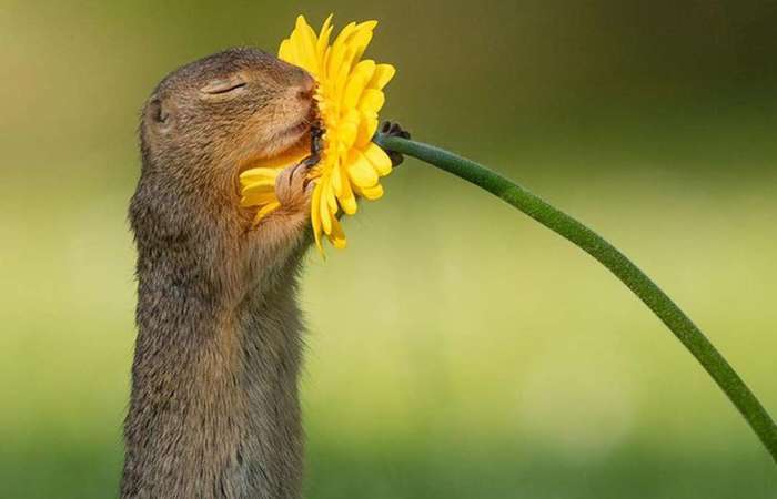 Esquilo fotografado por Dick van Duijn viraliza nas redes sociais (Foto: Reprodução/Instagram)