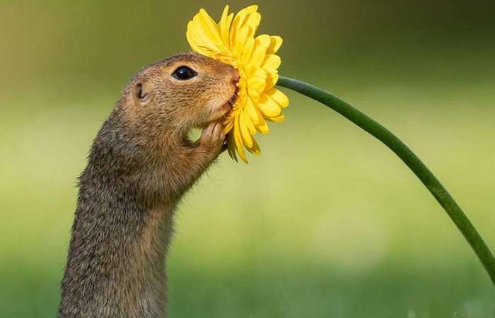 Esquilo fotografado por Dick van Duijn viraliza nas redes sociais (Foto: Reprodução/Instagram)