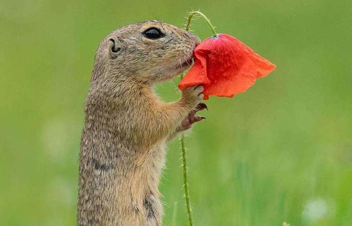 Esquilo fotografado por Dick van Duijn viraliza nas redes sociais (Foto: Reprodução/Instagram)