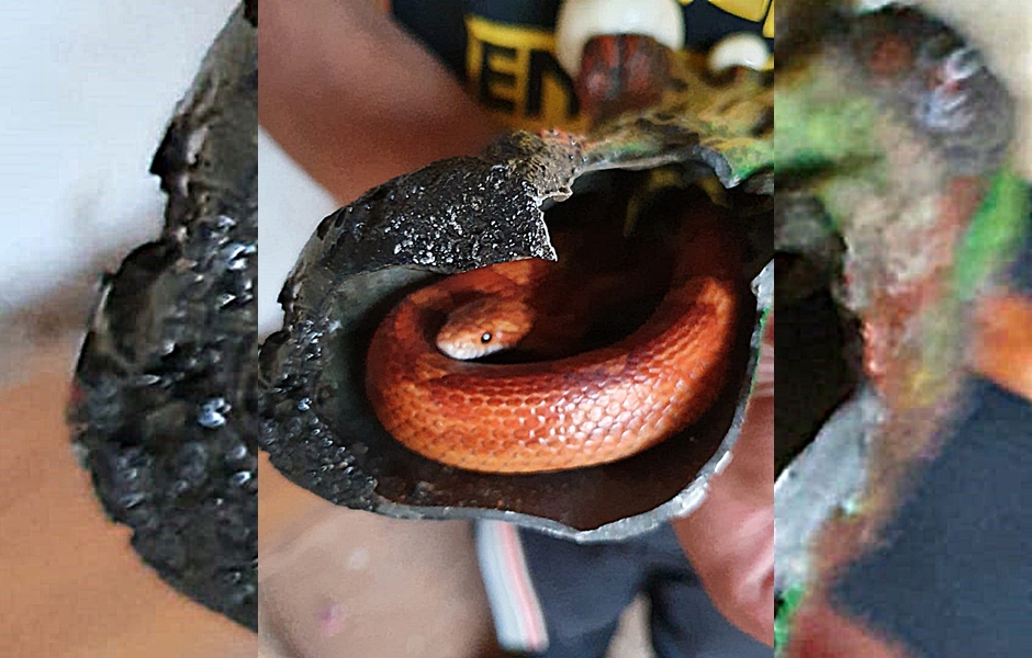 Suspeito alegou que não tinha autorização do Ibama para criar as cobras e as aves (Foto: Divulgação / PM)
