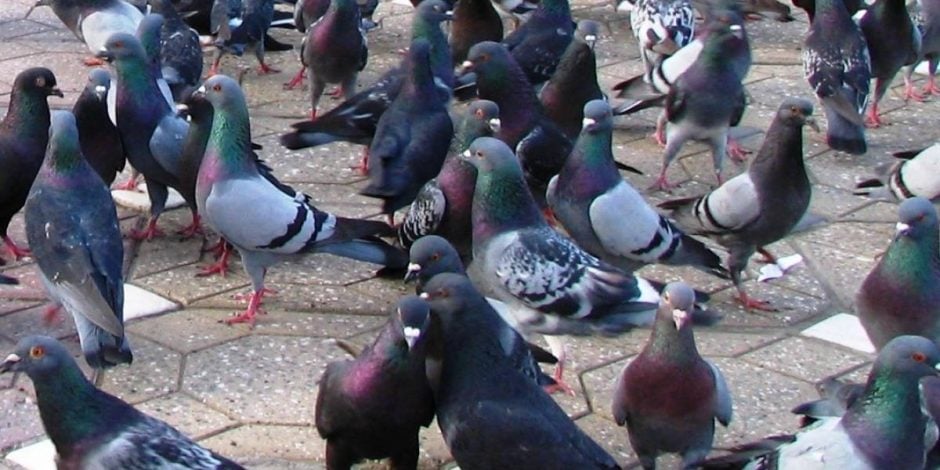 (Foto: Reprodução)