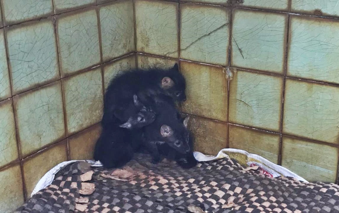 (Foto: Divulgação / Bombeiros)