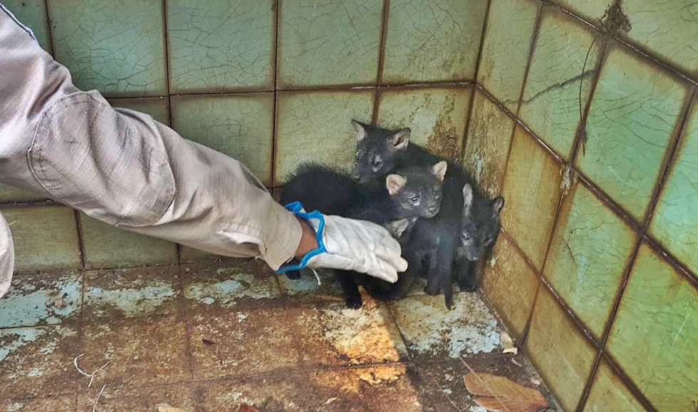 (Foto: Divulgação / Bombeiros)