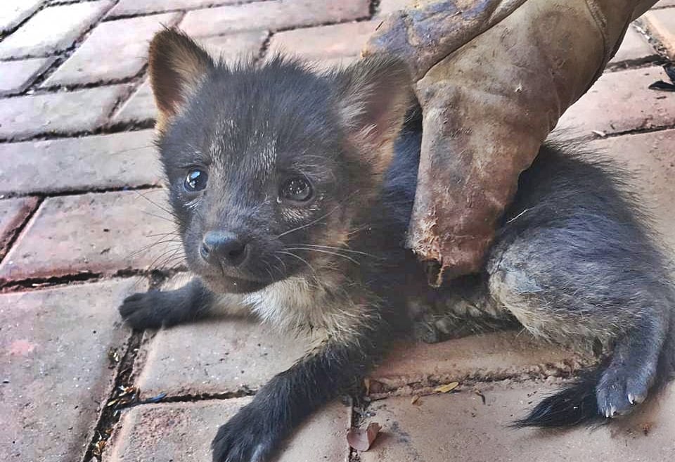 Foram resgatados quatro filhotes de cachorro-do-mato; animais foram levados para o Cetas/Ibama (Foto: Divulgação / Bombeiros)